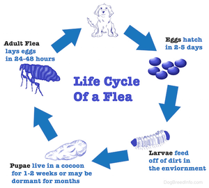 Learn how to control fleas effectively